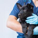 veterinarian