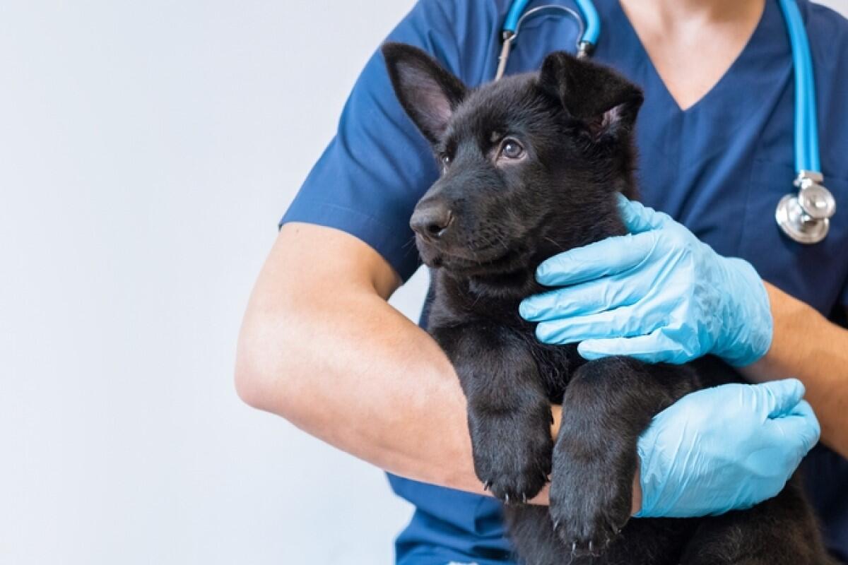 veterinarian