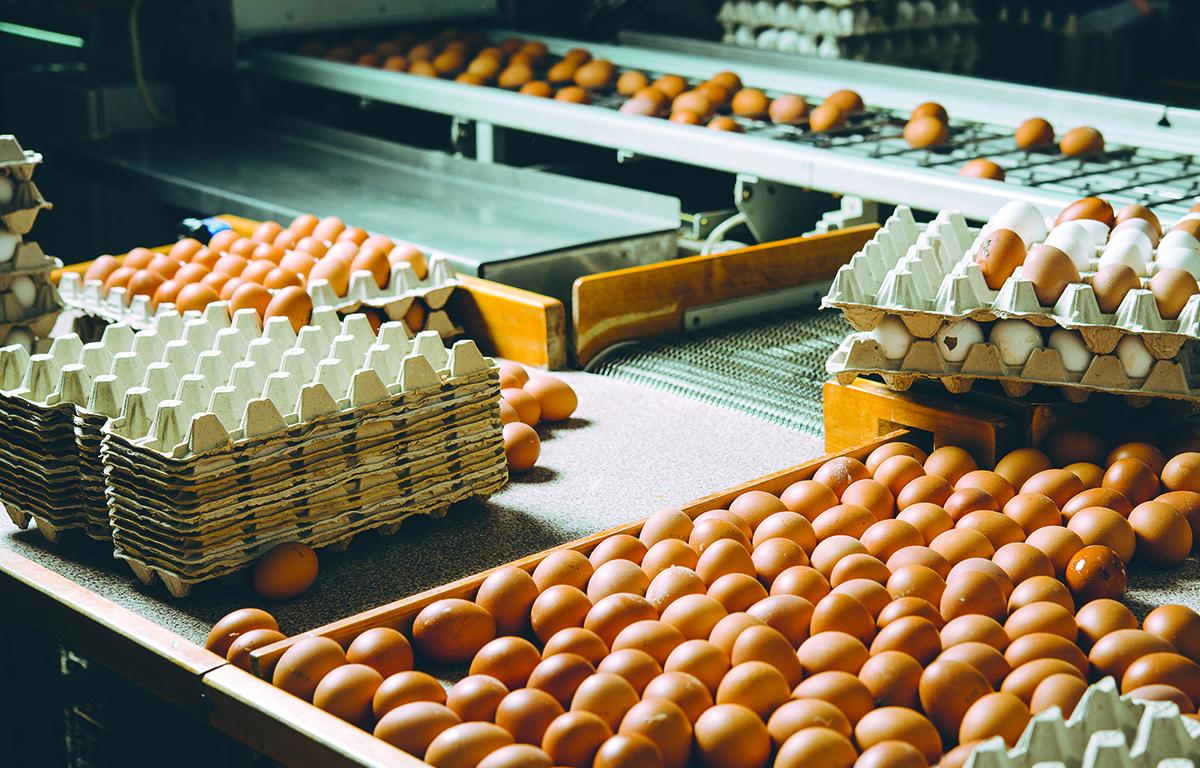 Eggs in processing plant