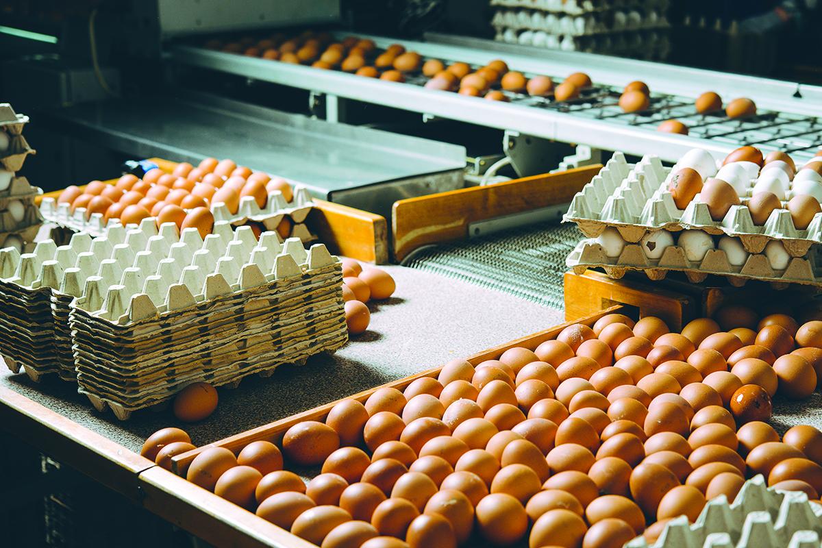 Eggs in processing plant