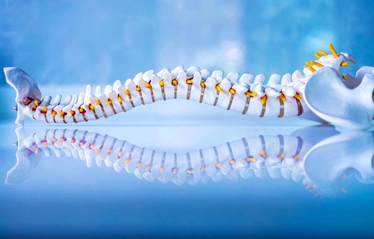 Spine