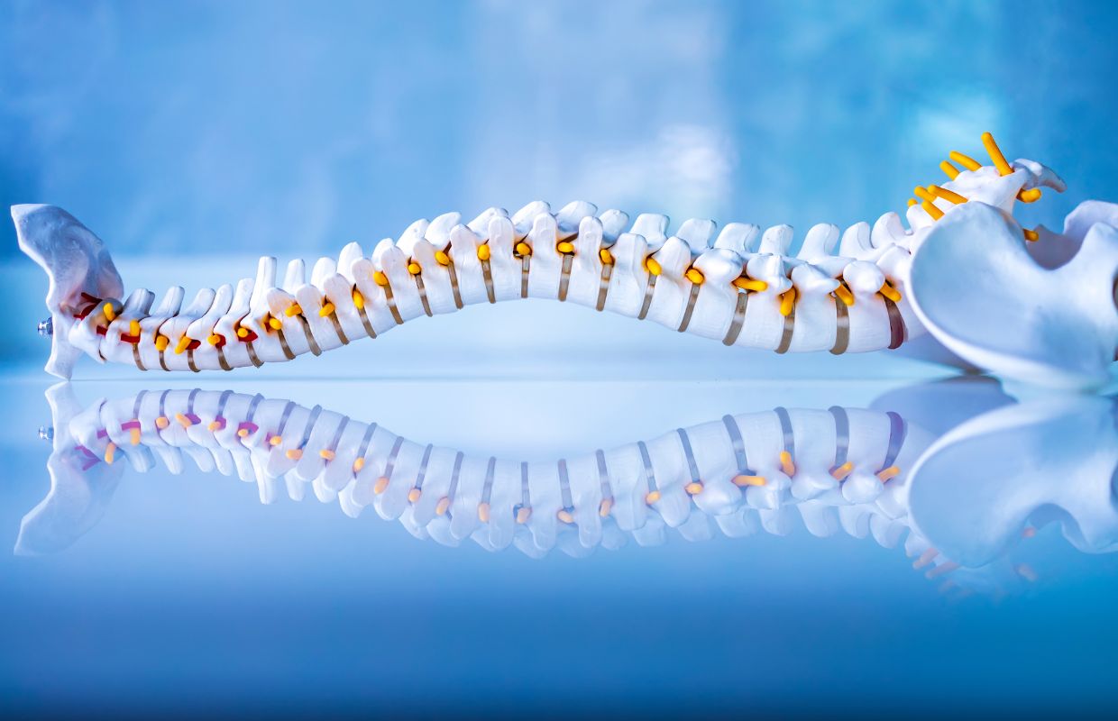 Spine