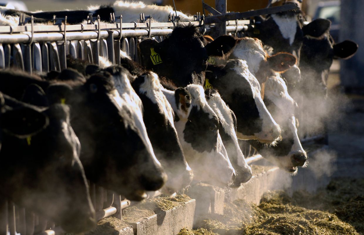 Cows