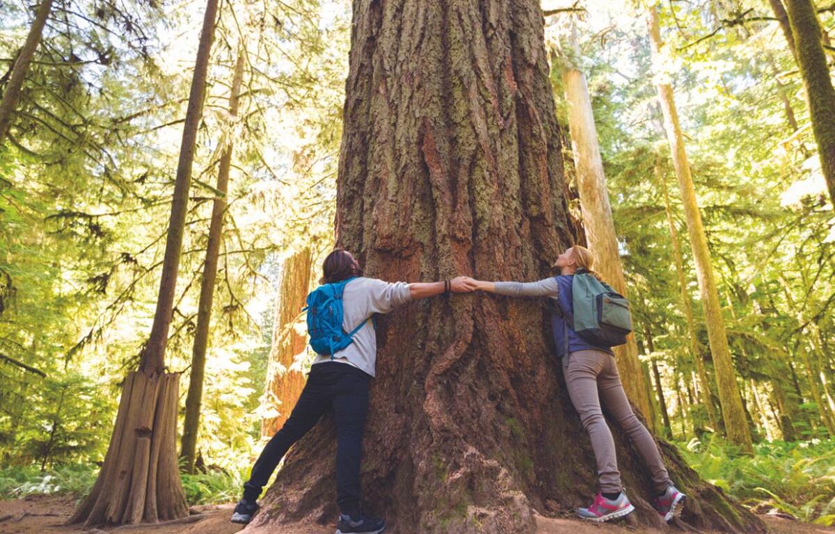 Couple hugging large tree