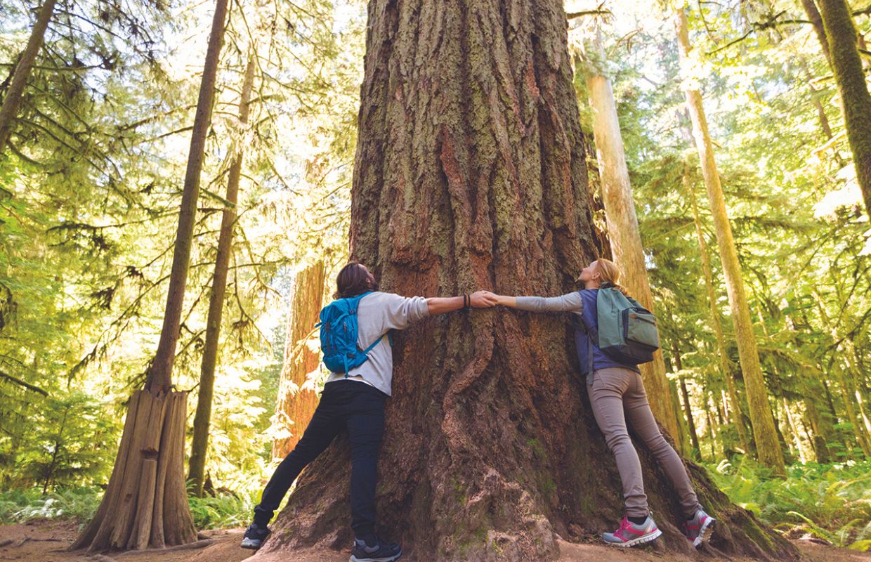 Couple hugging large tree