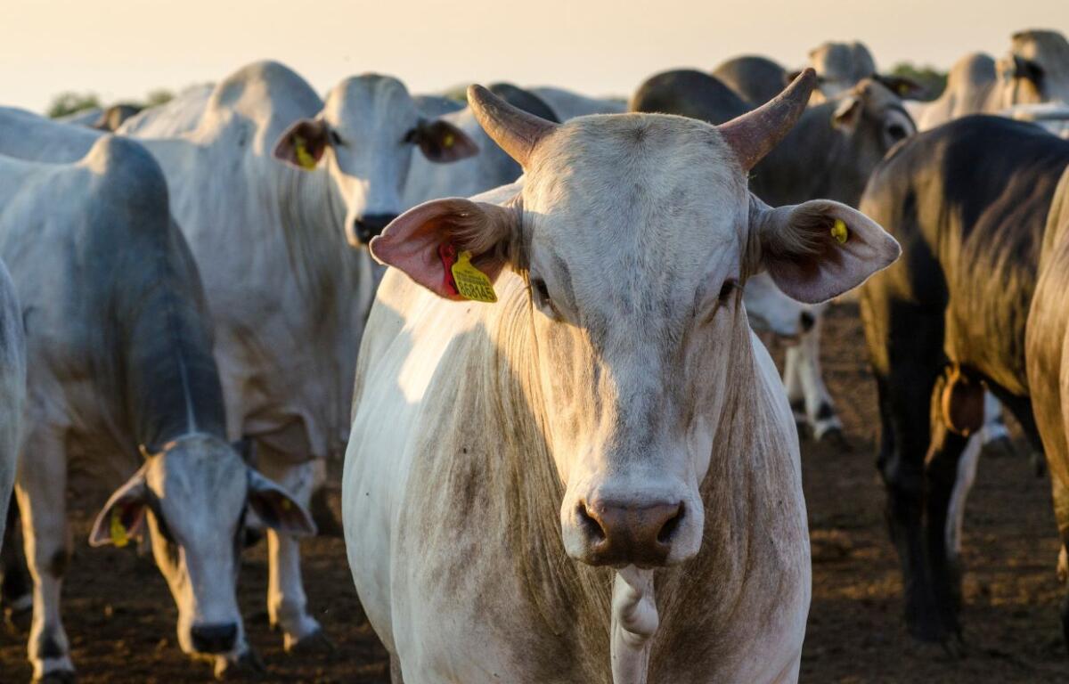 Cattle