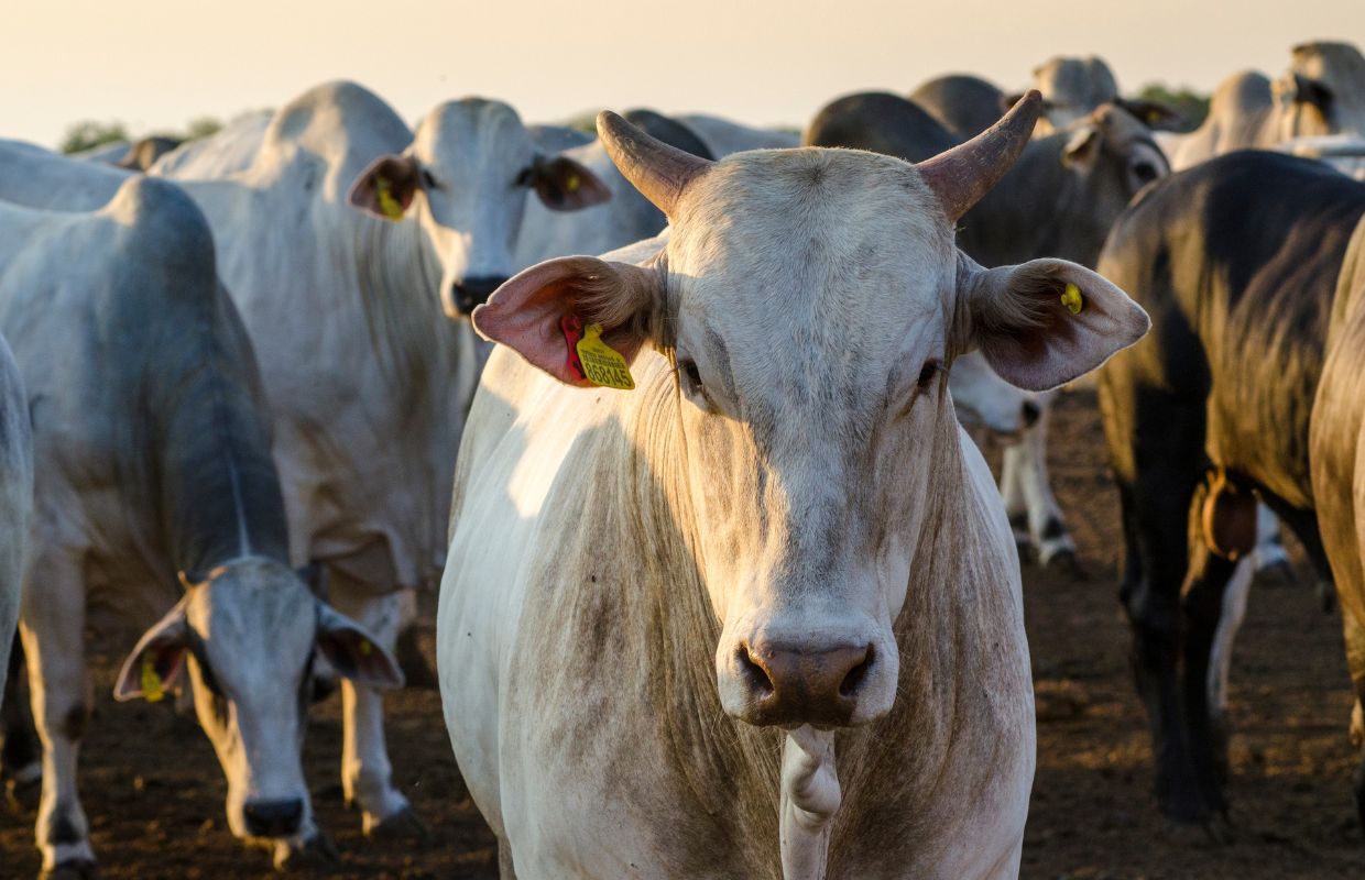 Cattle