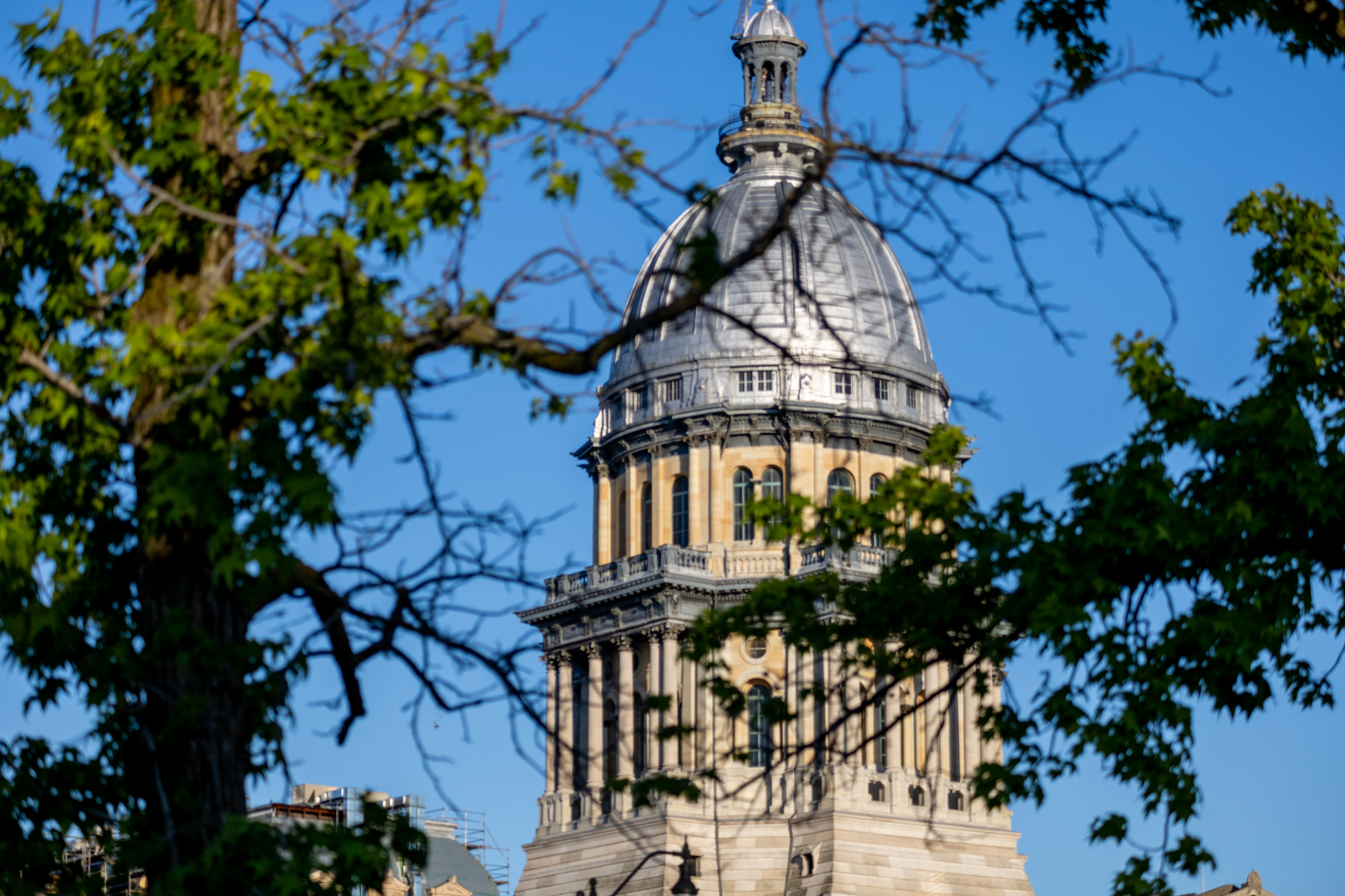 Capitol dome through trees