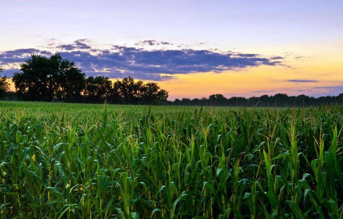 Cornfield at sunset