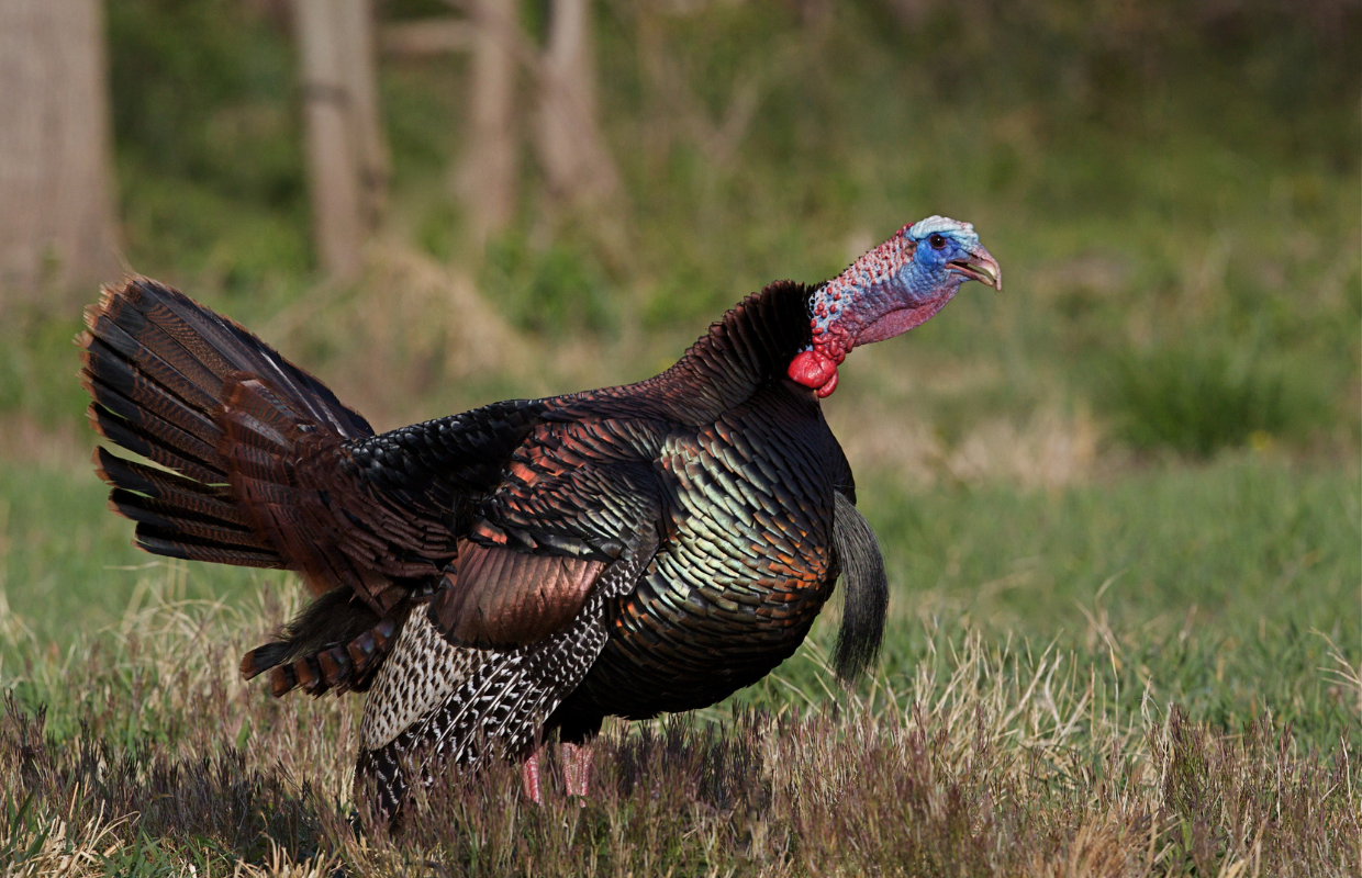 Wild turkey