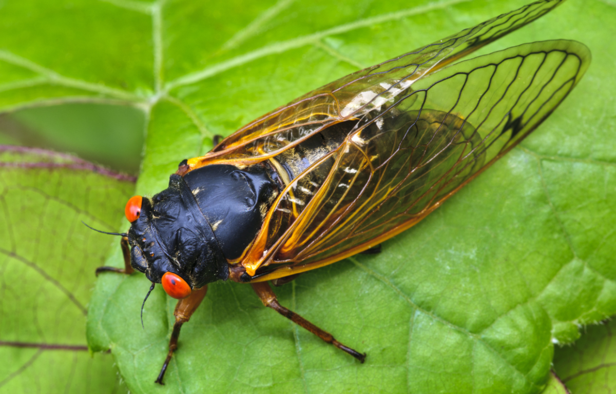 Cicada