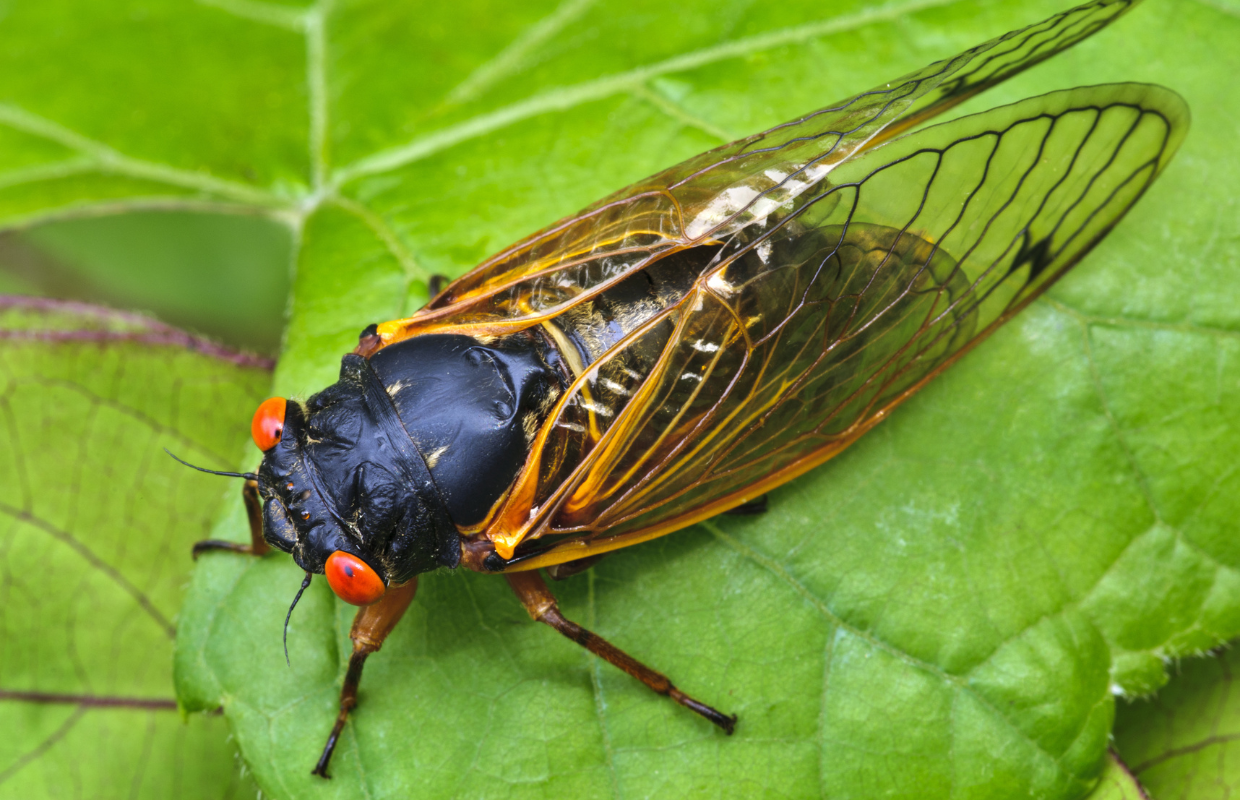 Cicada