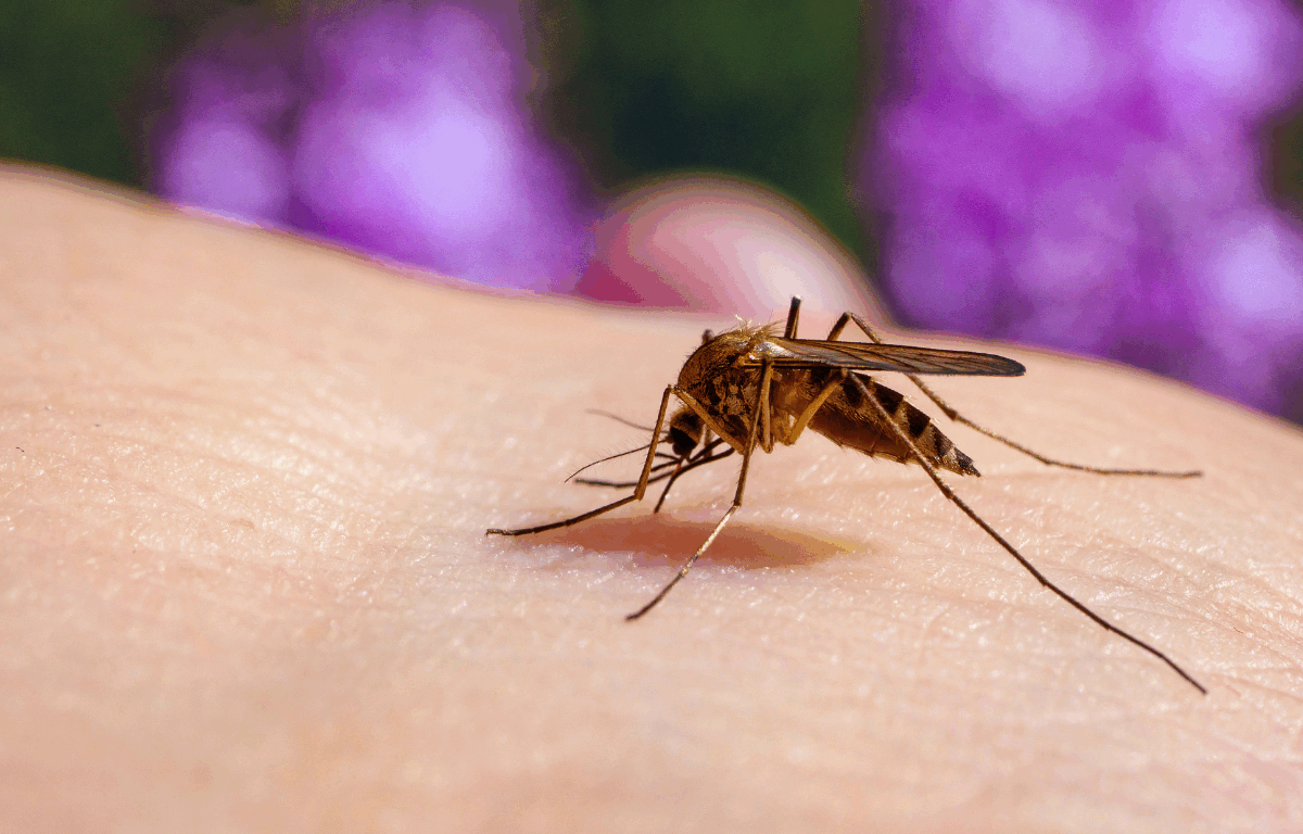 Culex Mosquito