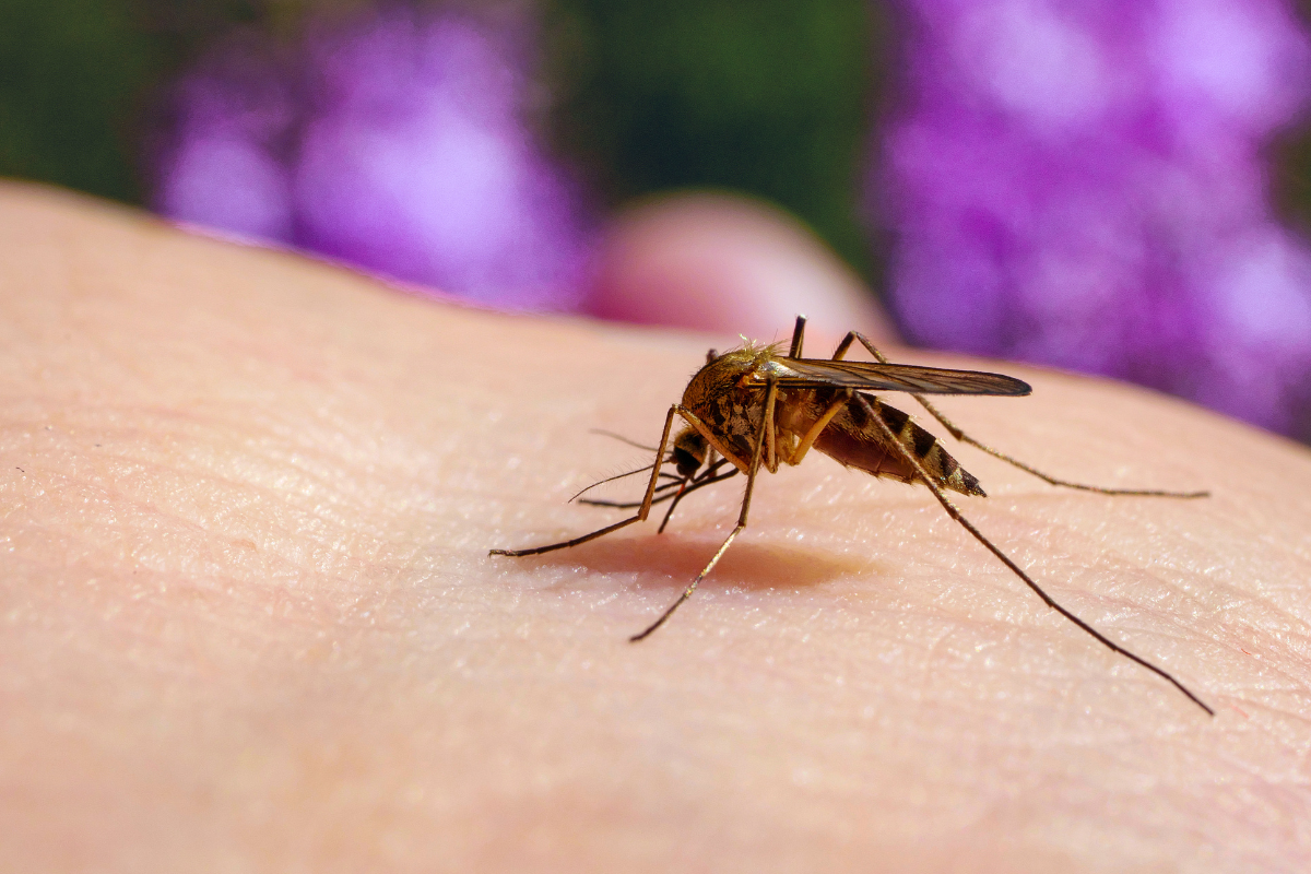 Culex Mosquito