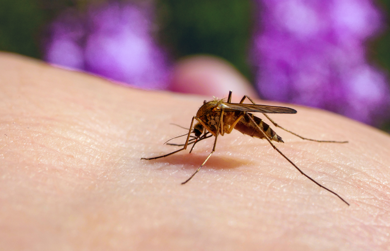 Culex Mosquito