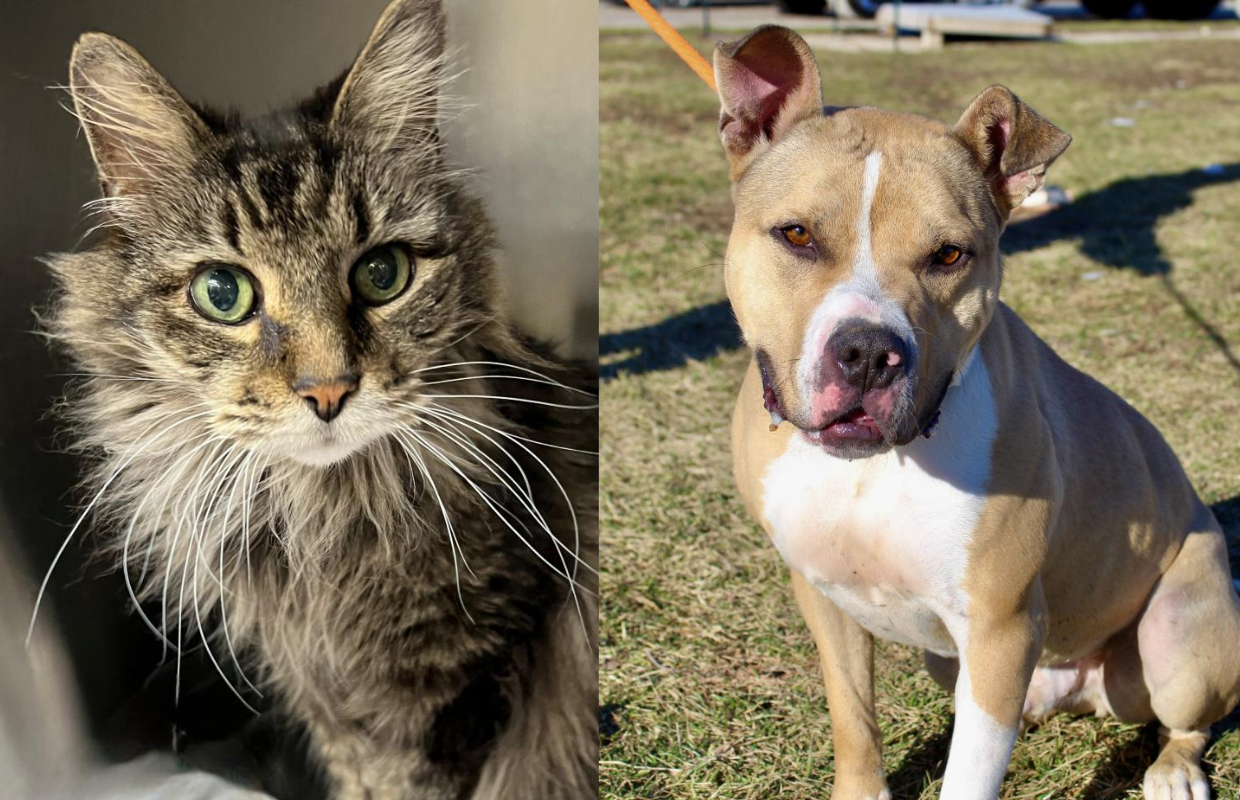 Gus & Storm