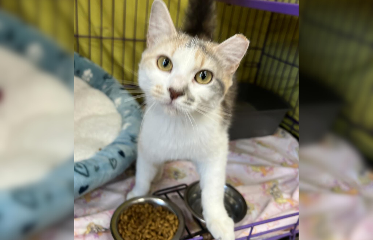 Cottage - APL Pet of the Week