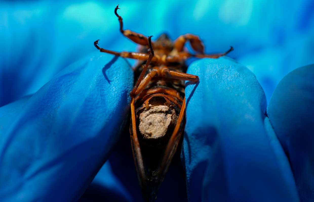 Cicada fungus
