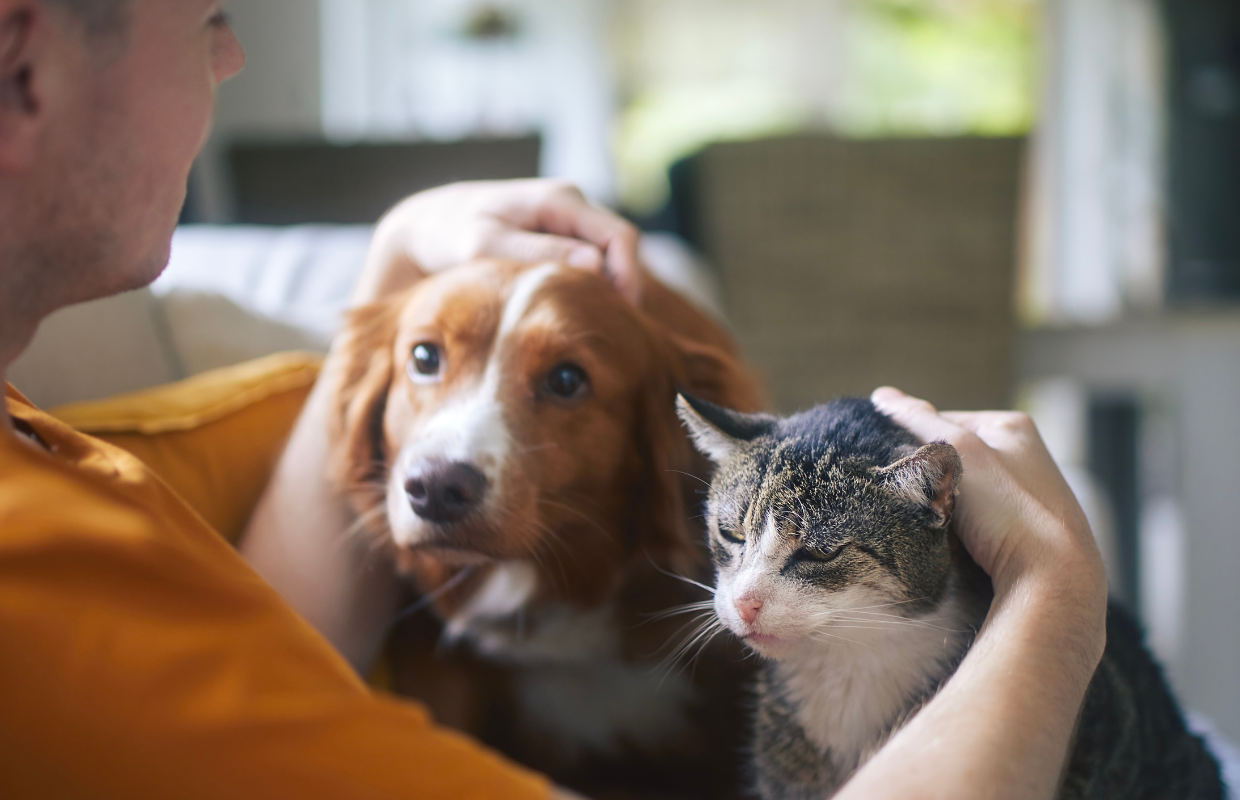 Dog and cat