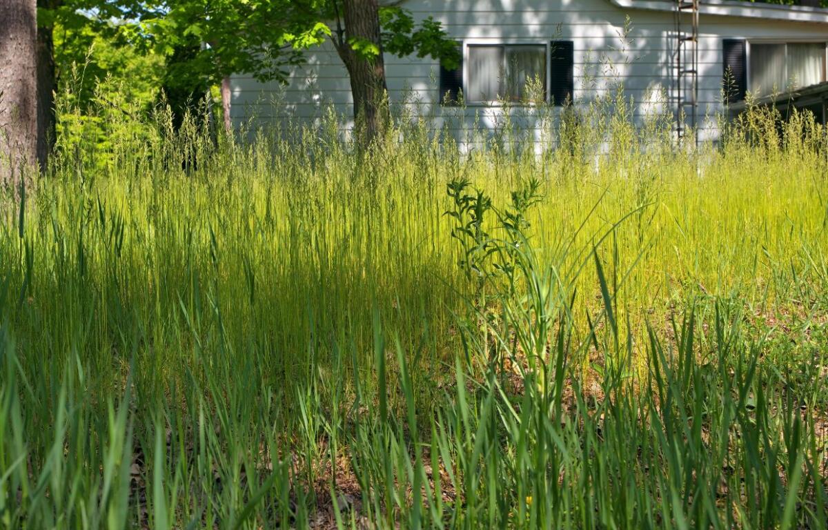 Overgrown lawn