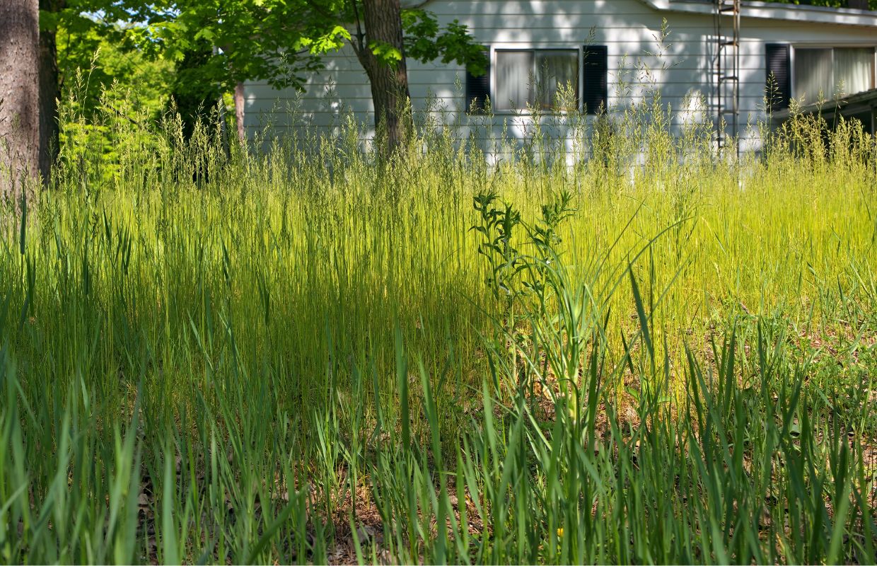 Overgrown lawn
