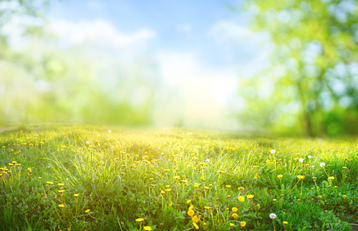 Sun shining over field