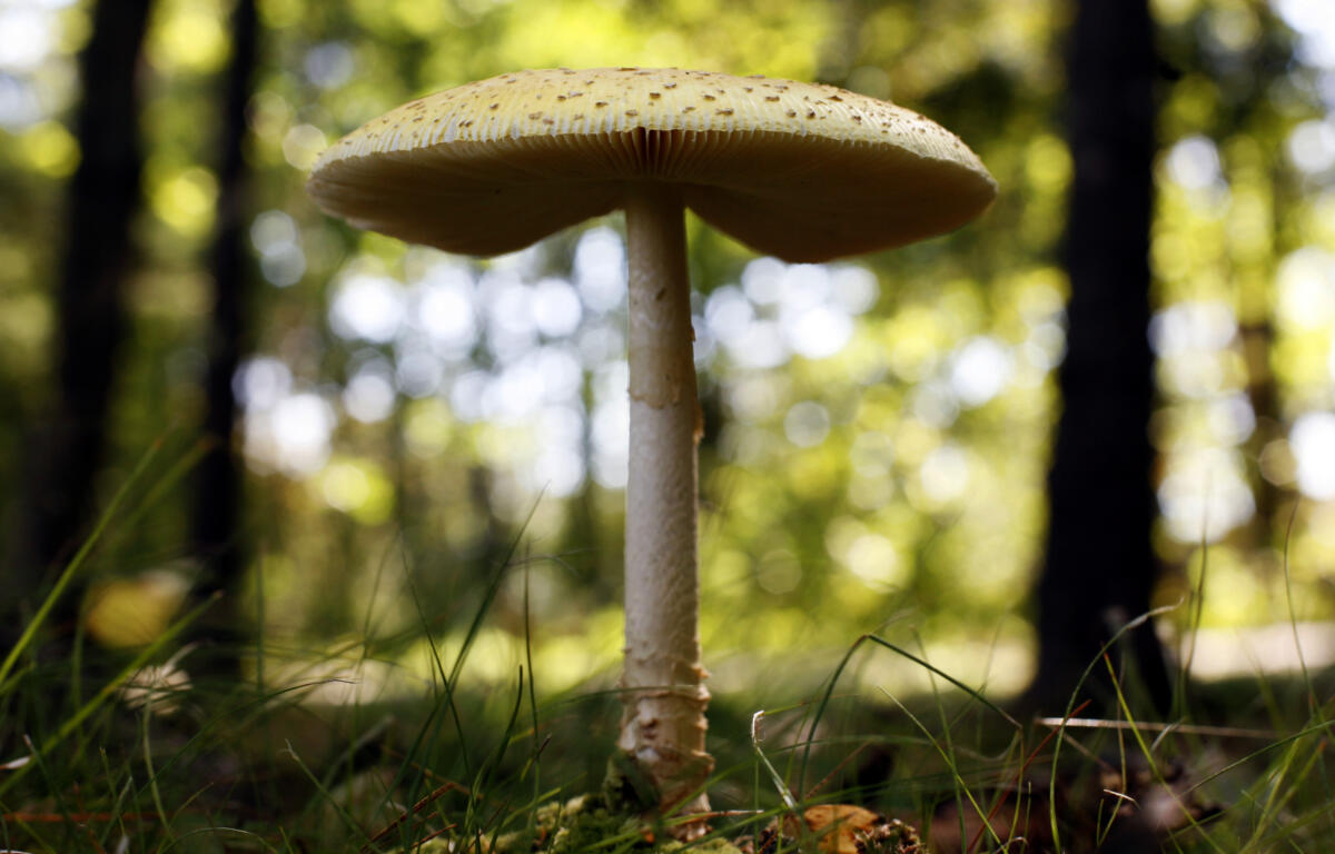 Mushroom