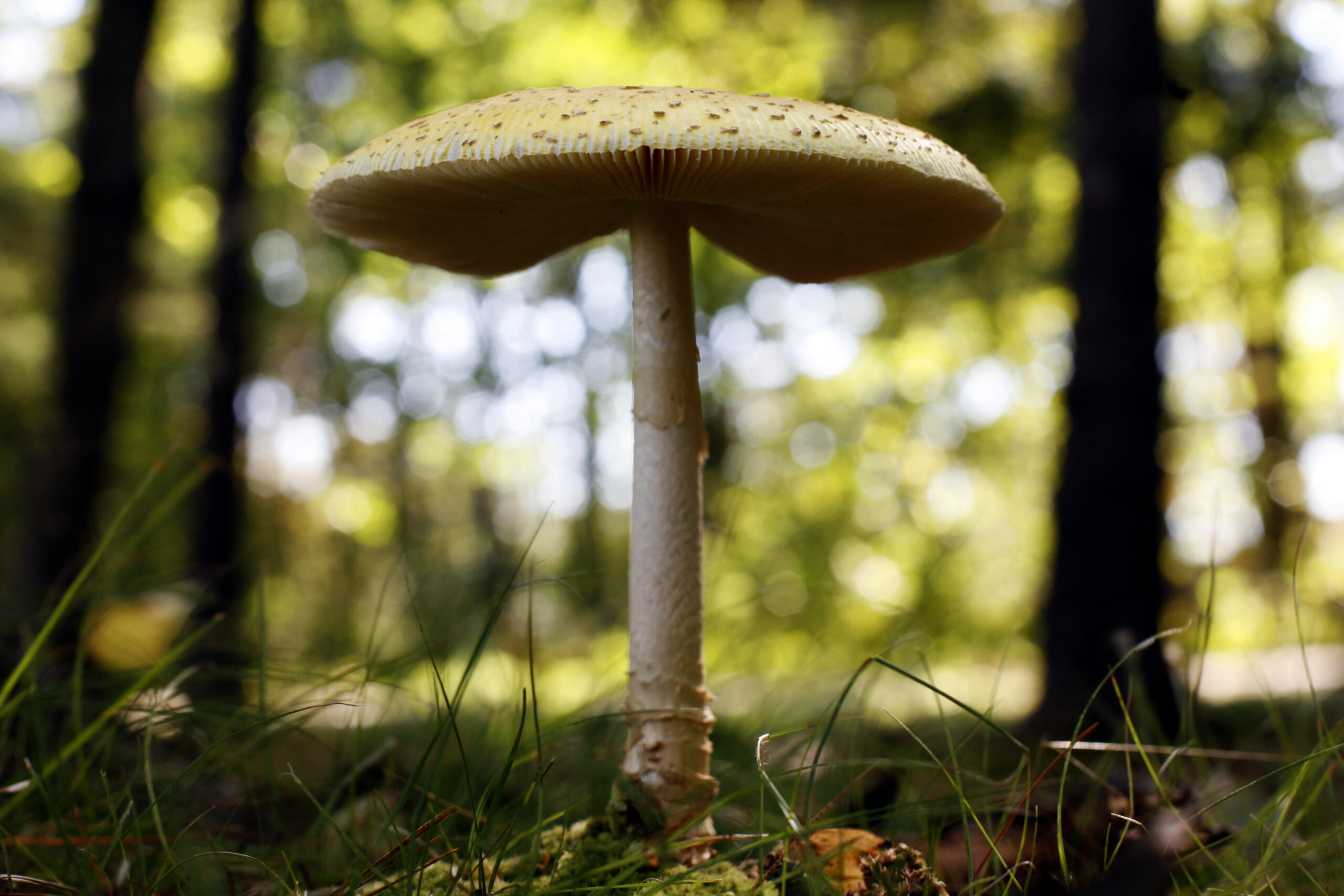 Mushroom