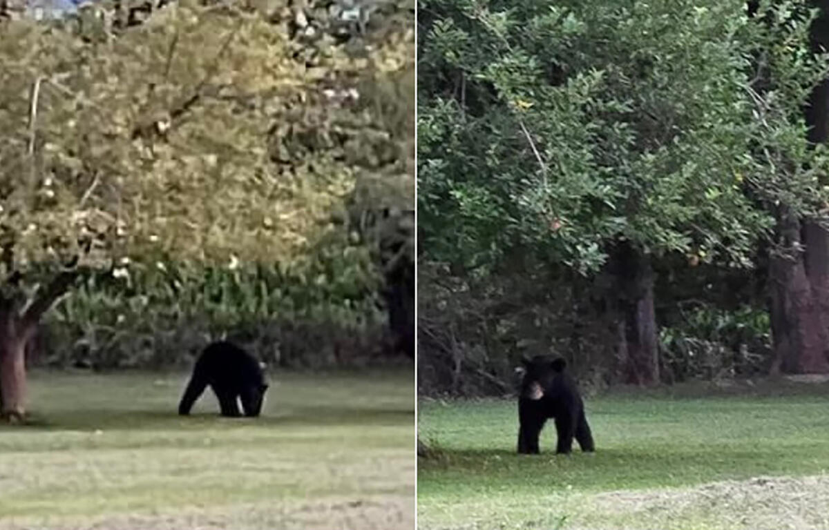 Bear in Illinois