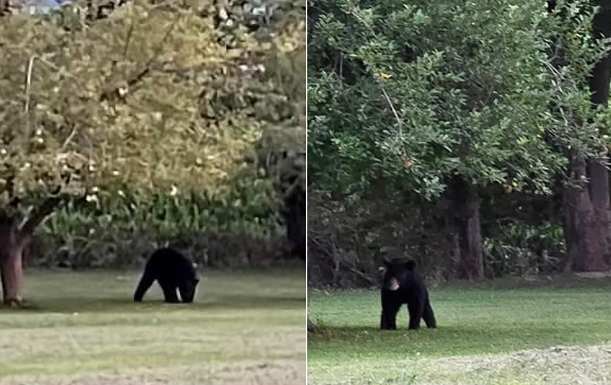 Bear in Illinois
