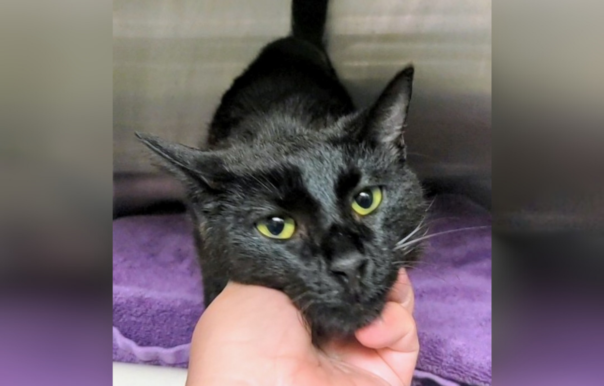 Minnesota- Cat of the Week