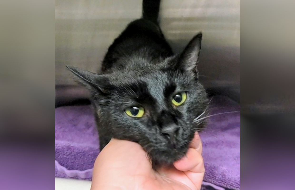 Minnesota- Cat of the Week