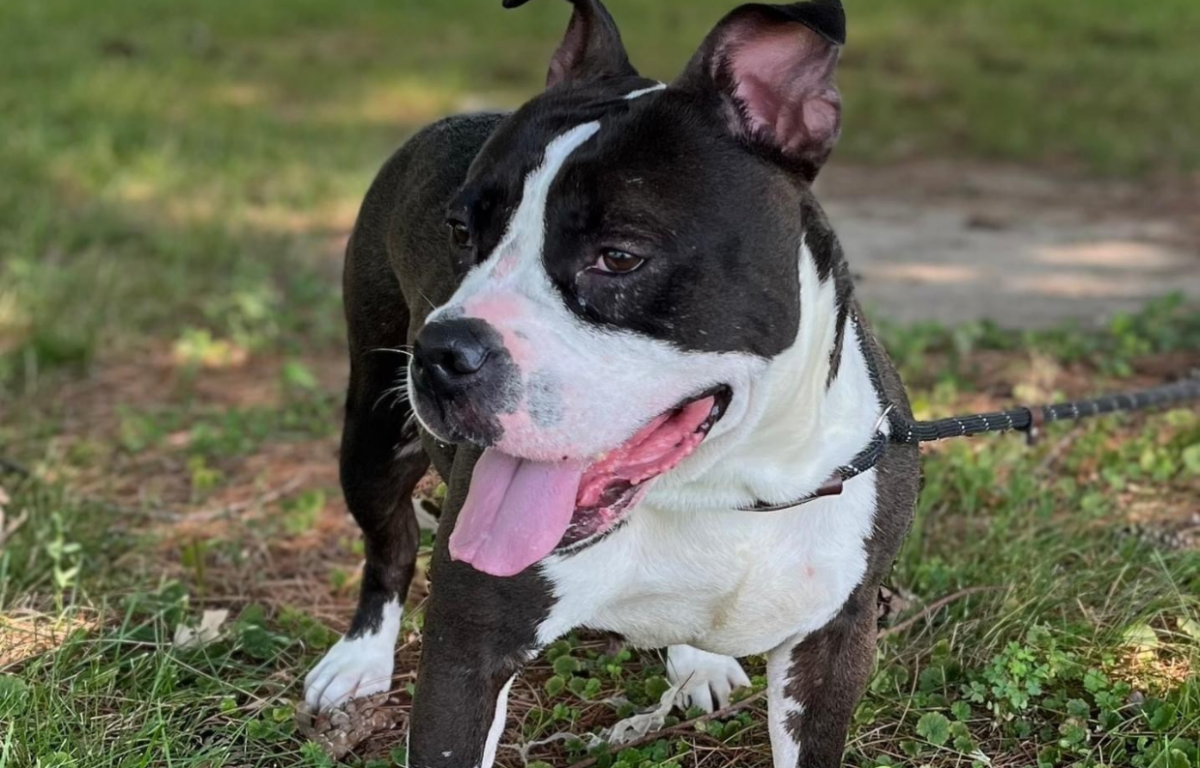 Aurora - Pet of the Week