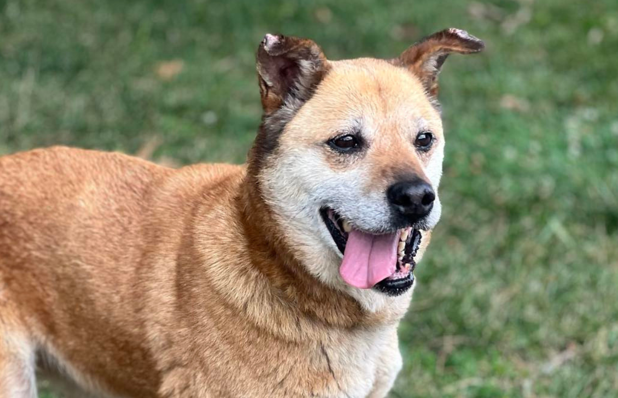 Maggie - Pet of the Week