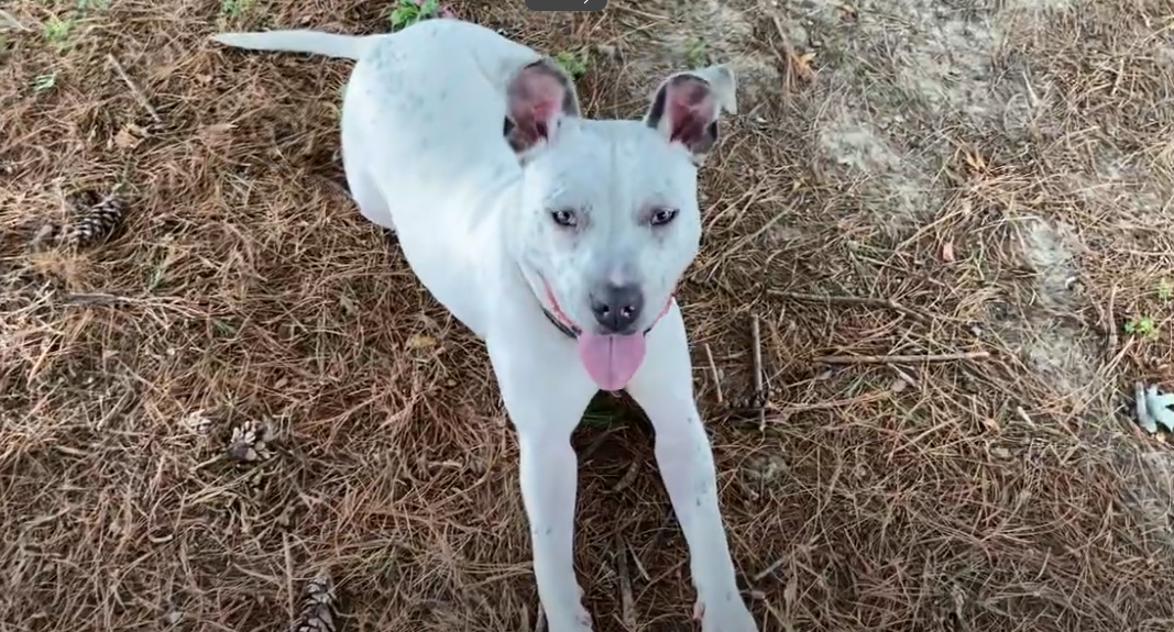 Earl - Friends of SCAC Dog of the Week