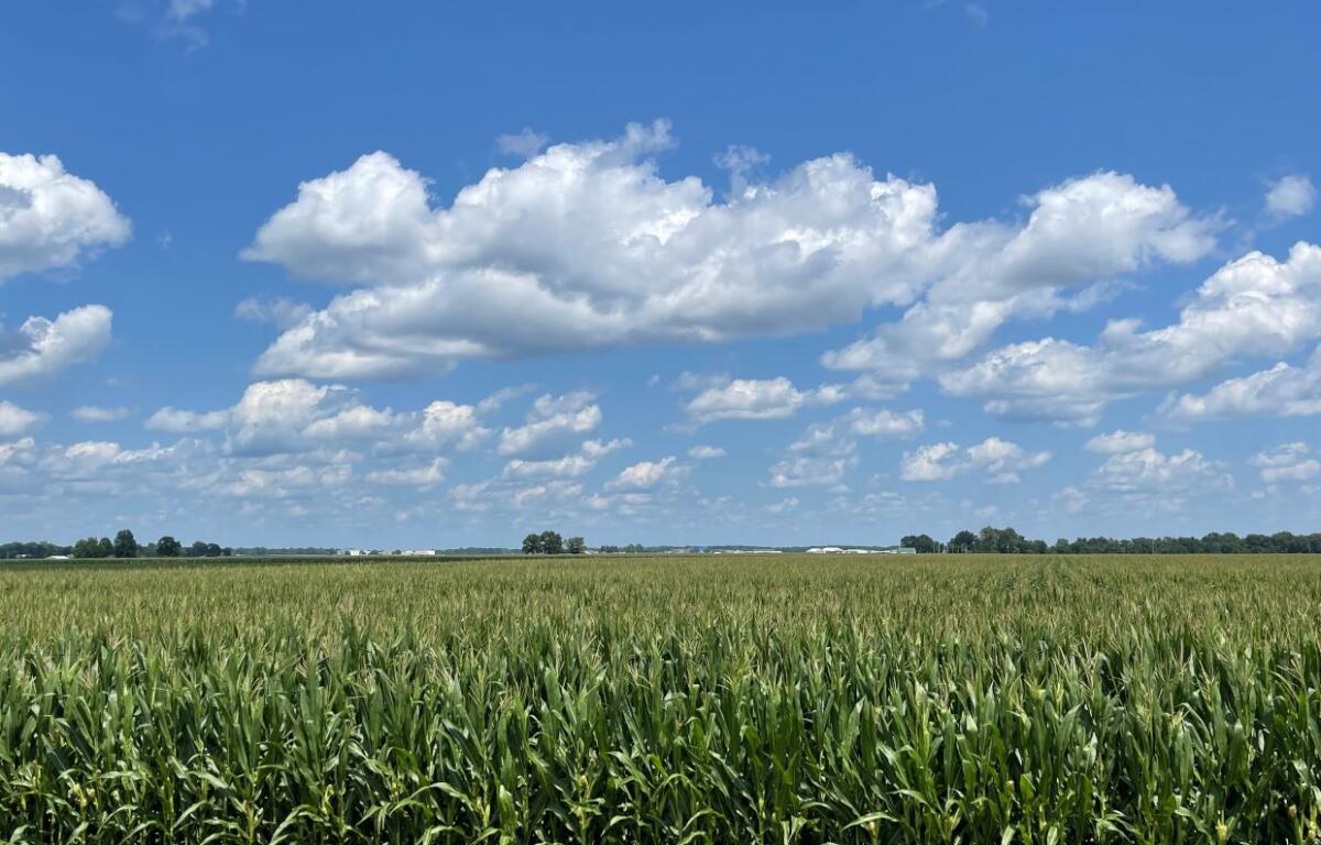 Springfield farm on 7/6