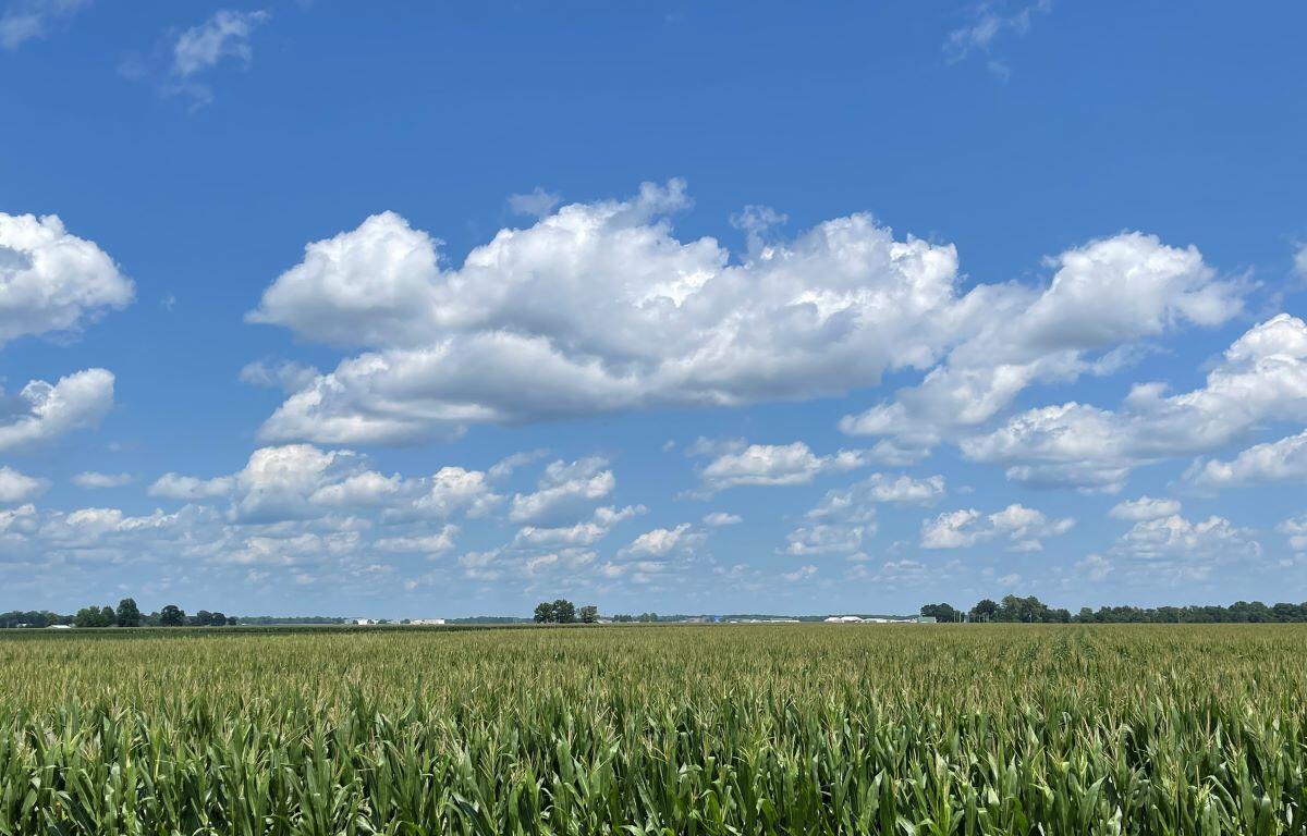 Springfield farm on 7/6
