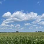 Springfield farm on 7/6