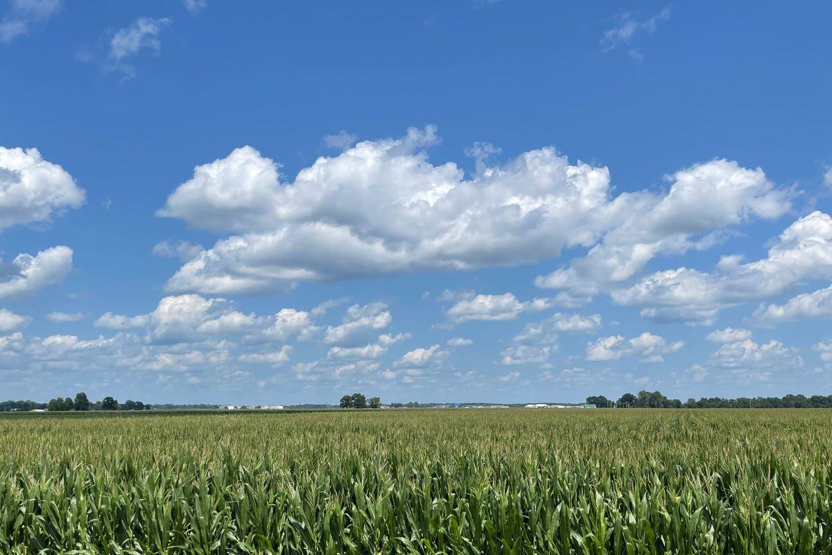Springfield farm on 7/6
