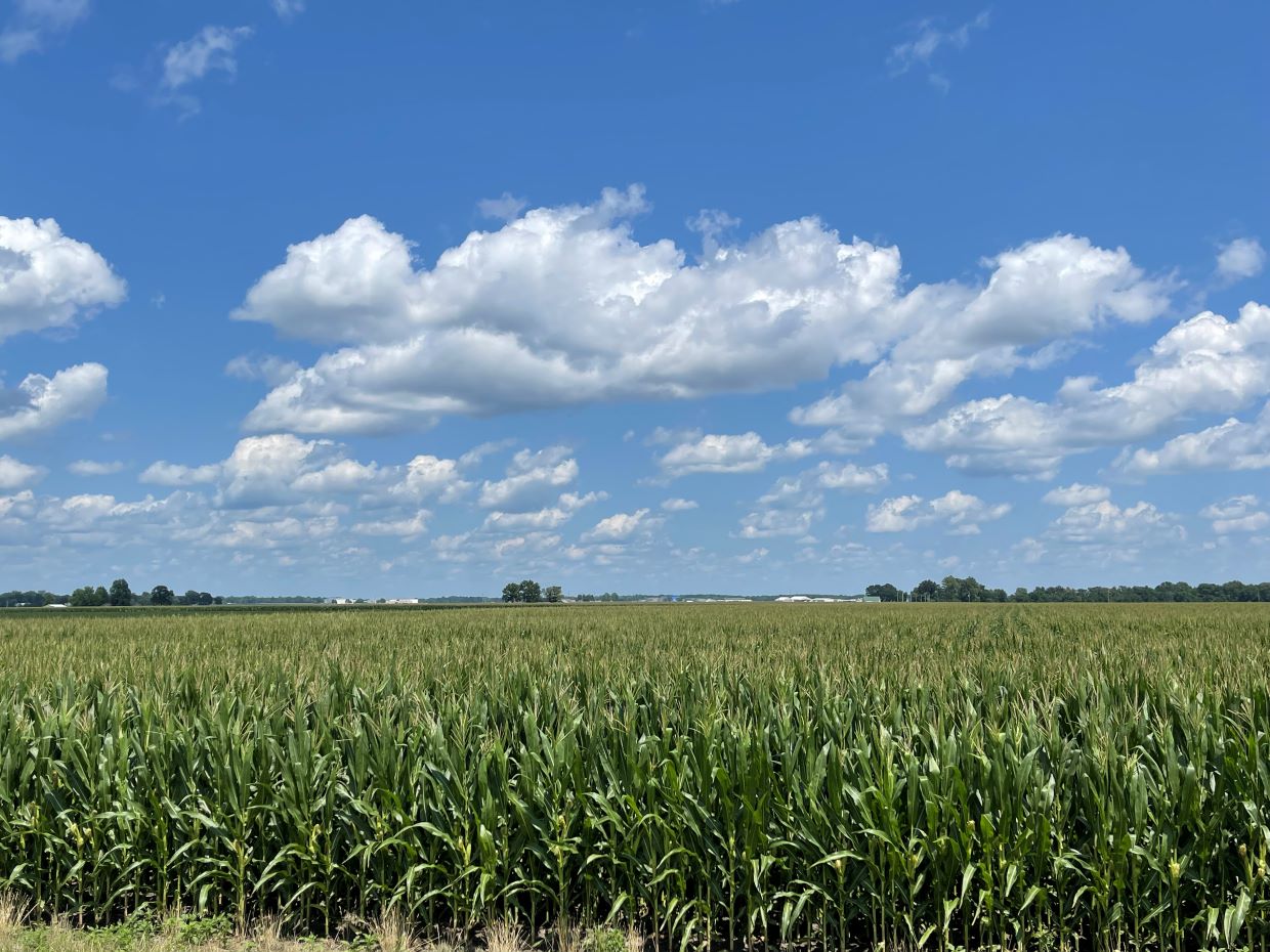 Springfield farm on 7/6