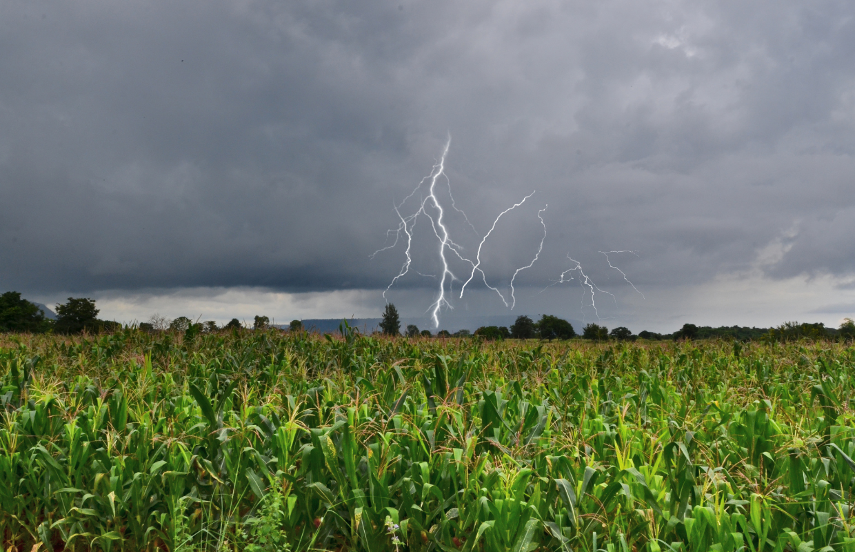 Storm over cornfield
