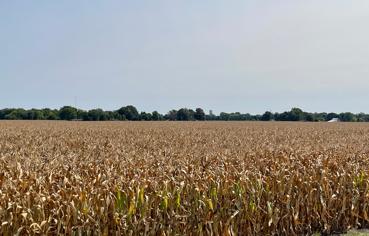 Corn Crop September, 2024