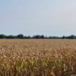 Corn Crop September, 2024