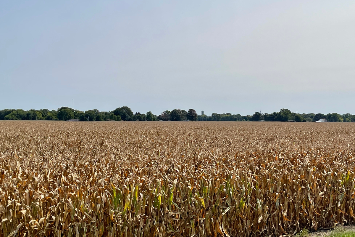 Corn Crop September, 2024