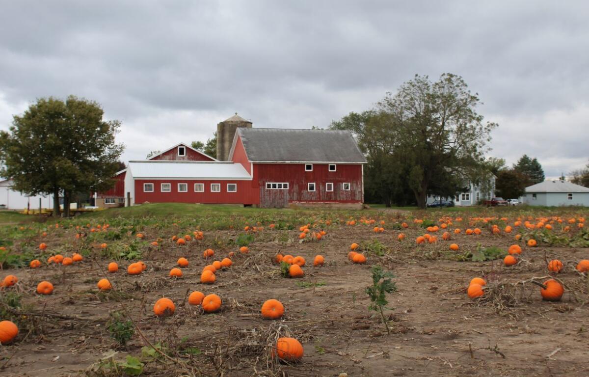 Illinois pumpkin farm