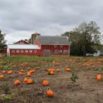 Illinois pumpkin farm