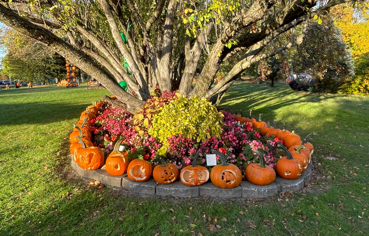 Jack-o-Lantern Spectacular