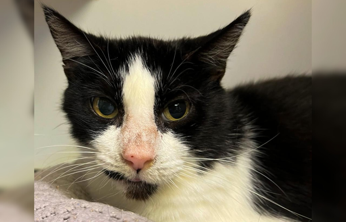 Abuela - Cat of the Week