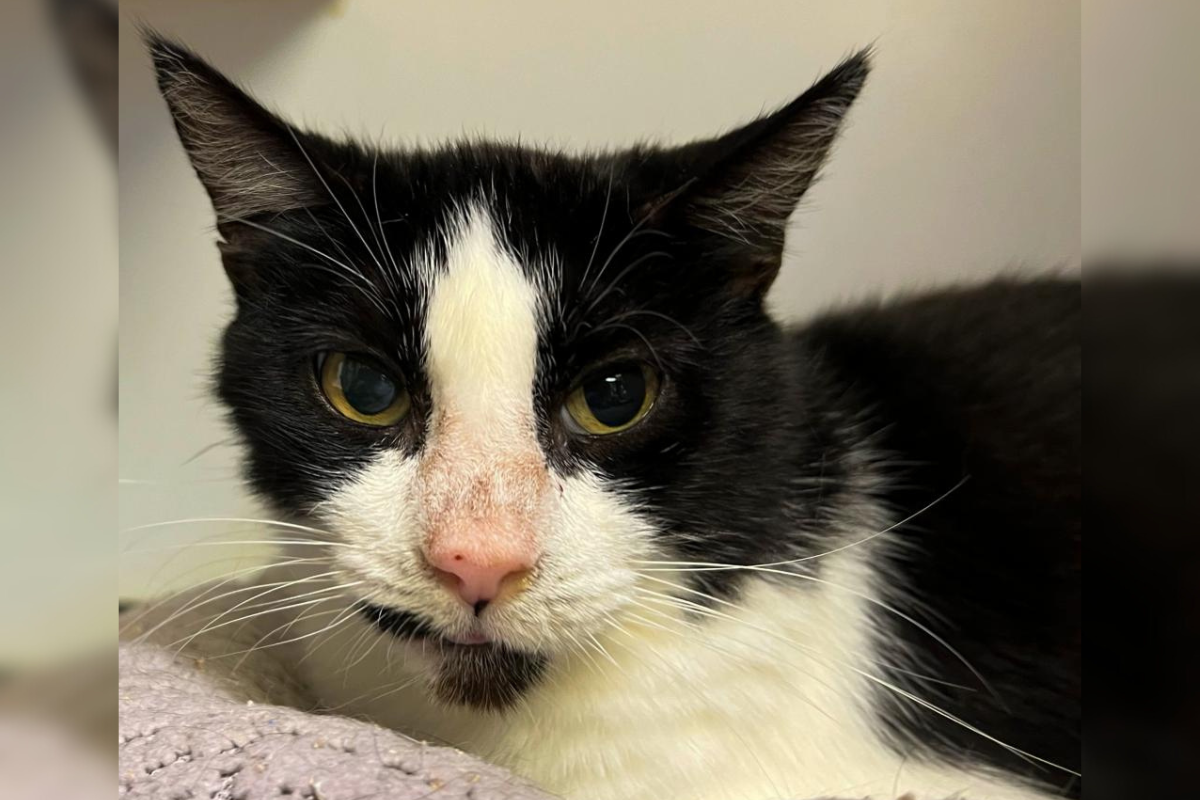 Abuela - Cat of the Week