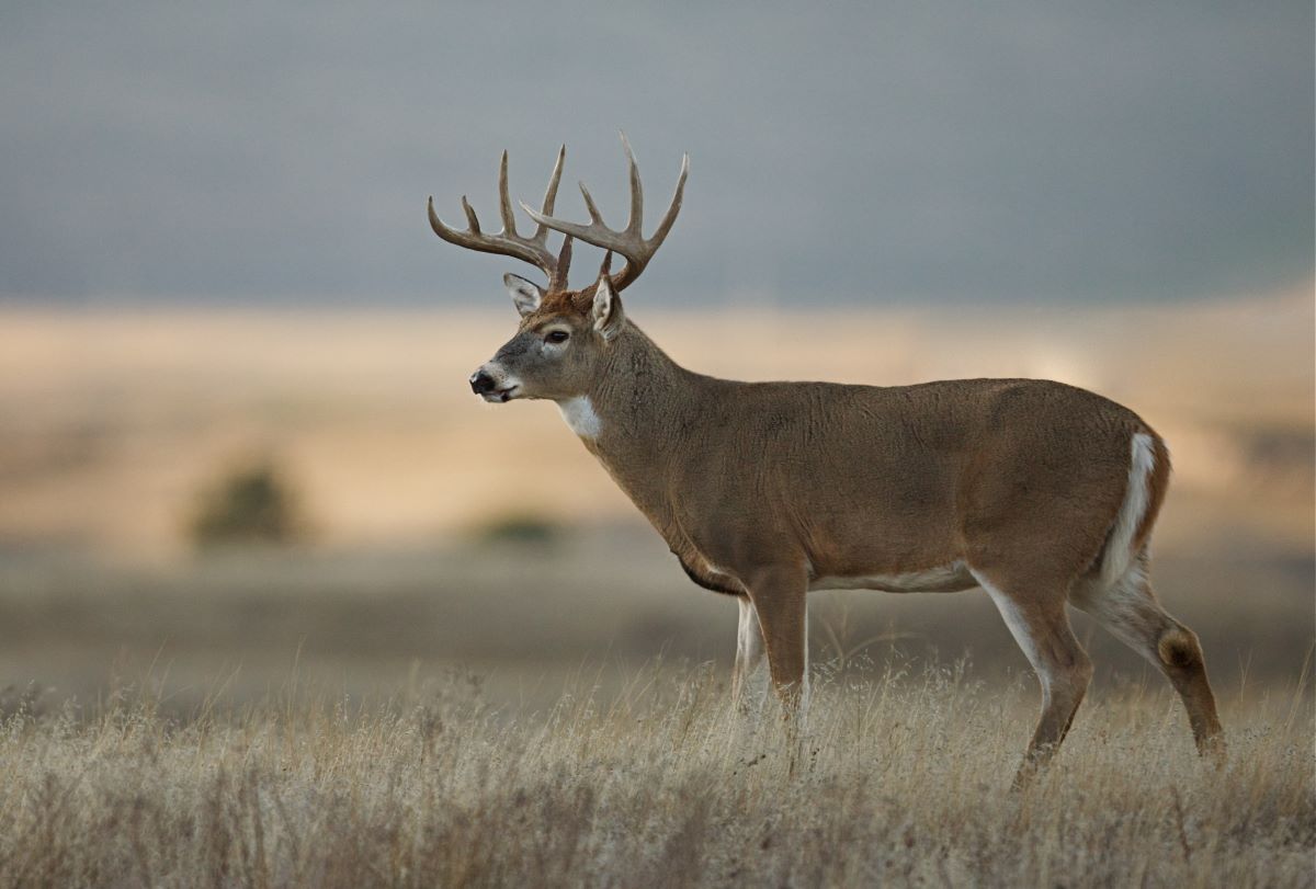 deer